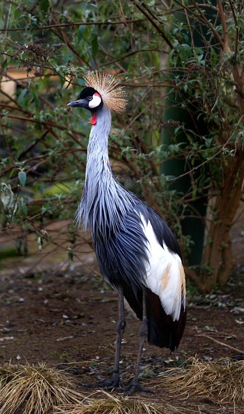 a bird stands with his back turned