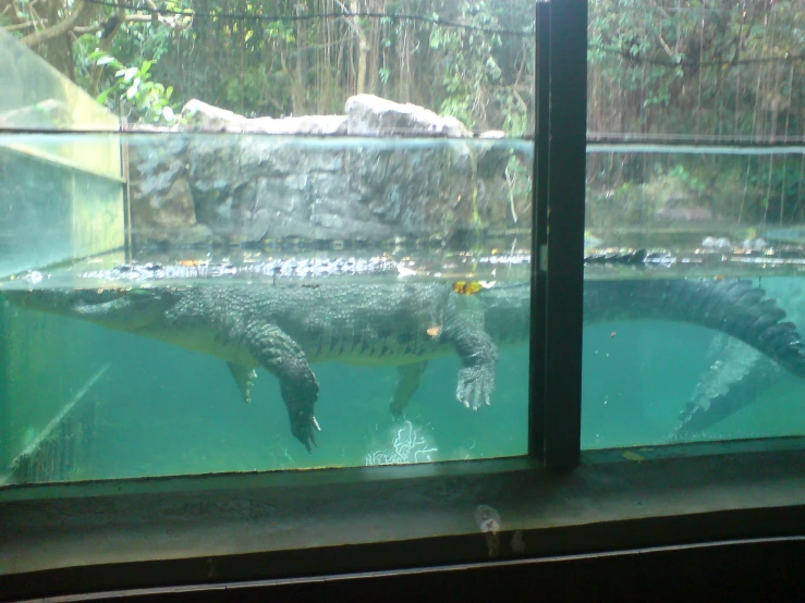 the animals are swimming in the water inside of their exhibit