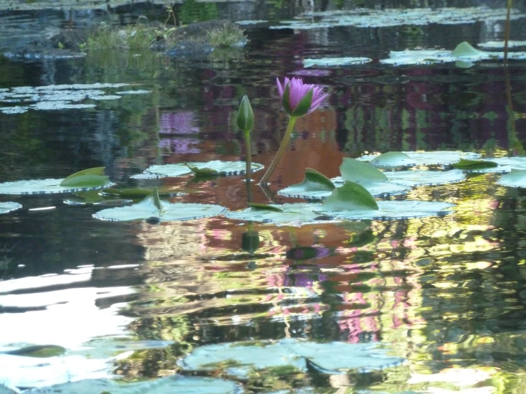 a flower is shown in a pond that has lily pads