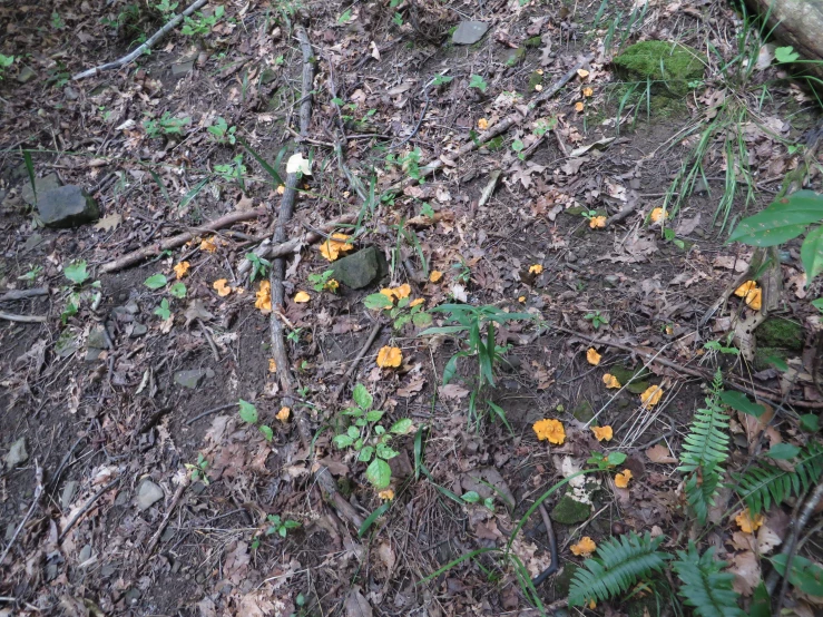 many yellow flowers are on the ground next to some rocks