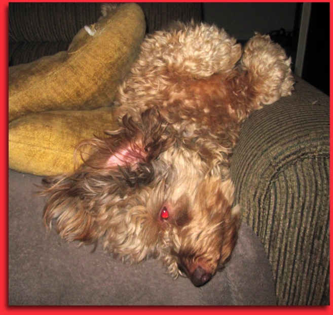 a brown dog laying on a couch next to a pillow