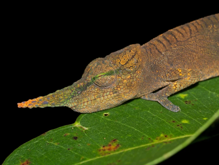 a lizard is resting on a green leaf