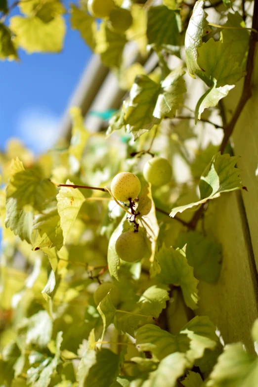 a close up view of a vine with fruit on it