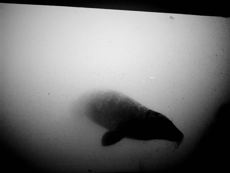 a marine seal in the fog at night time