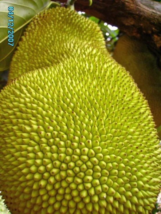 a big green fruit on the tree near other fruit