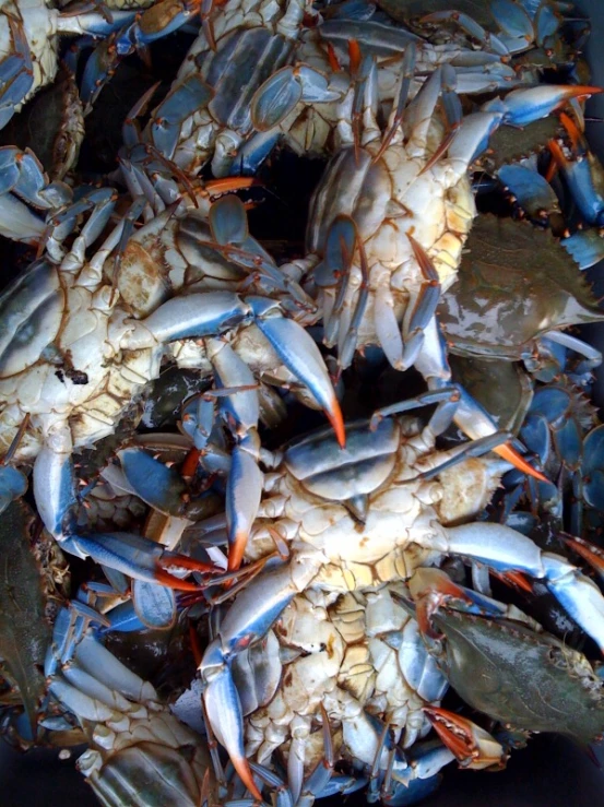 the group of blue crabs is out and ready to be picked up