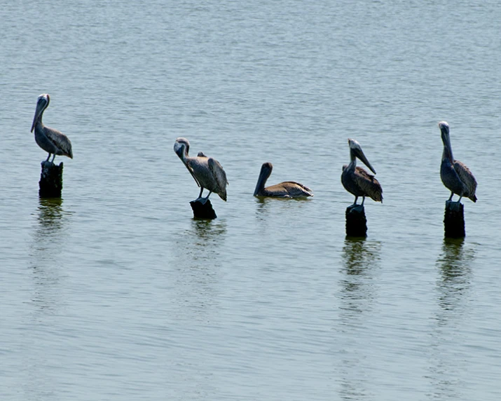 pelicans stand on logs in water near the ocean
