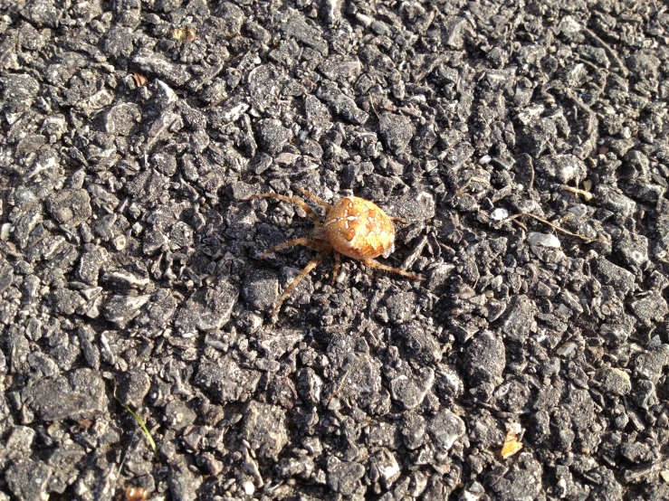 a brown and white bug walking on an asphalt surface