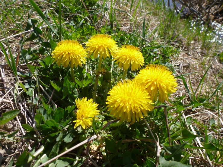 a bunch of dandelion plants growing in the middle of a field