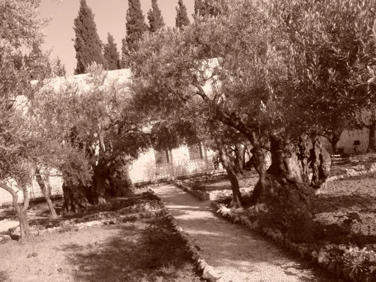 some trees sitting next to a dirt path