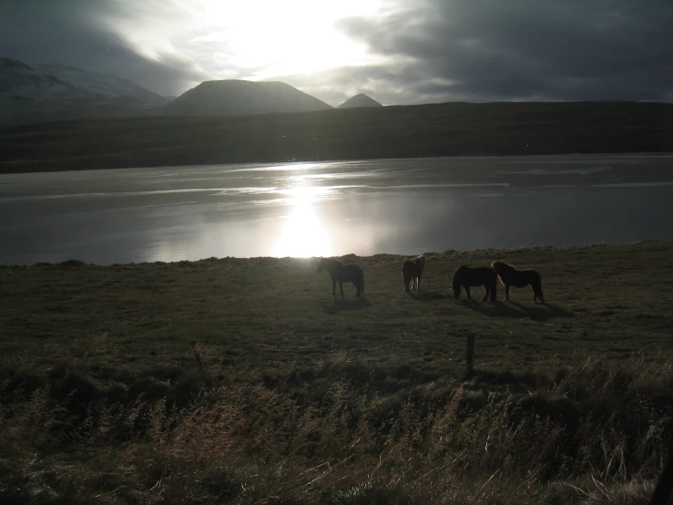 several horses grazing by the water with the sun in the sky
