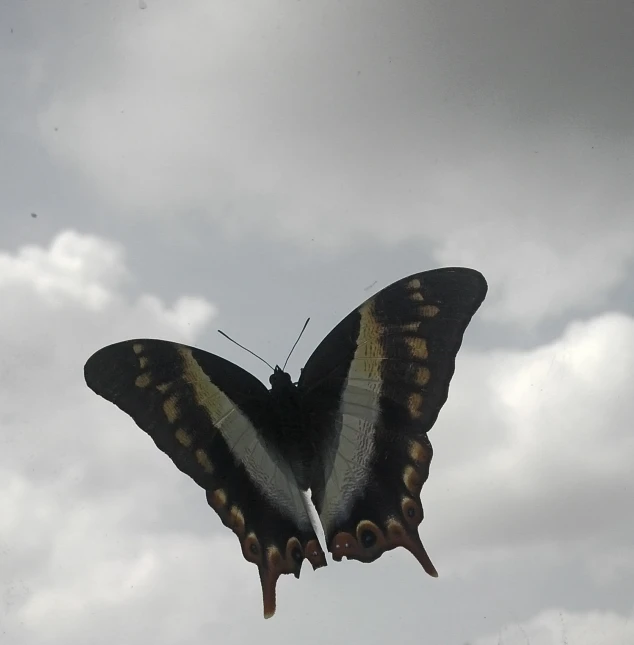 a picture of a black and yellow erfly in the air