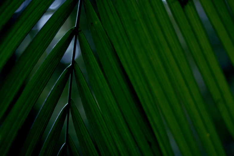 the tip of a palm leaf with green coloring