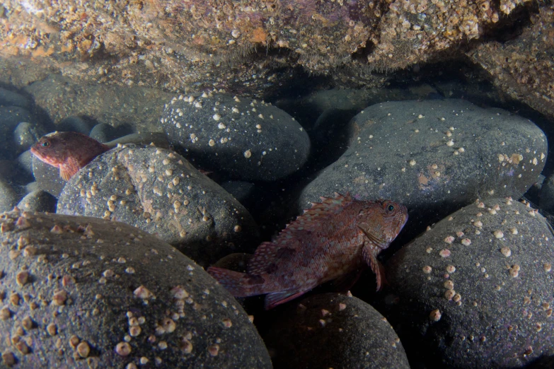 small fish sitting on some rocks by a stream