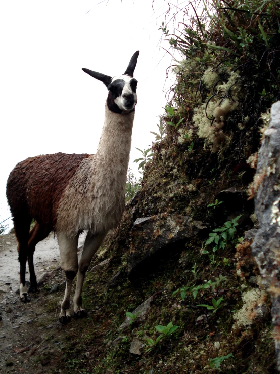 a llama standing next to a mountain side