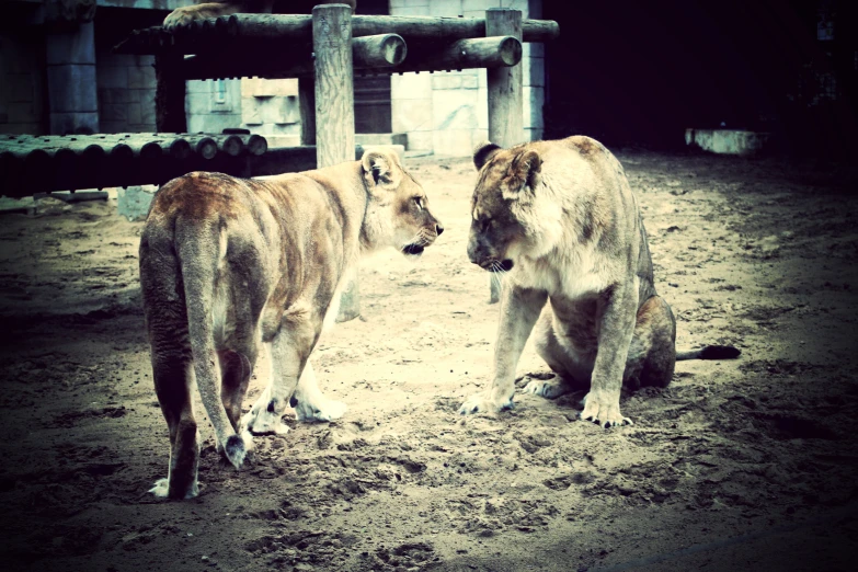 two lions standing in the dirt and looking at each other