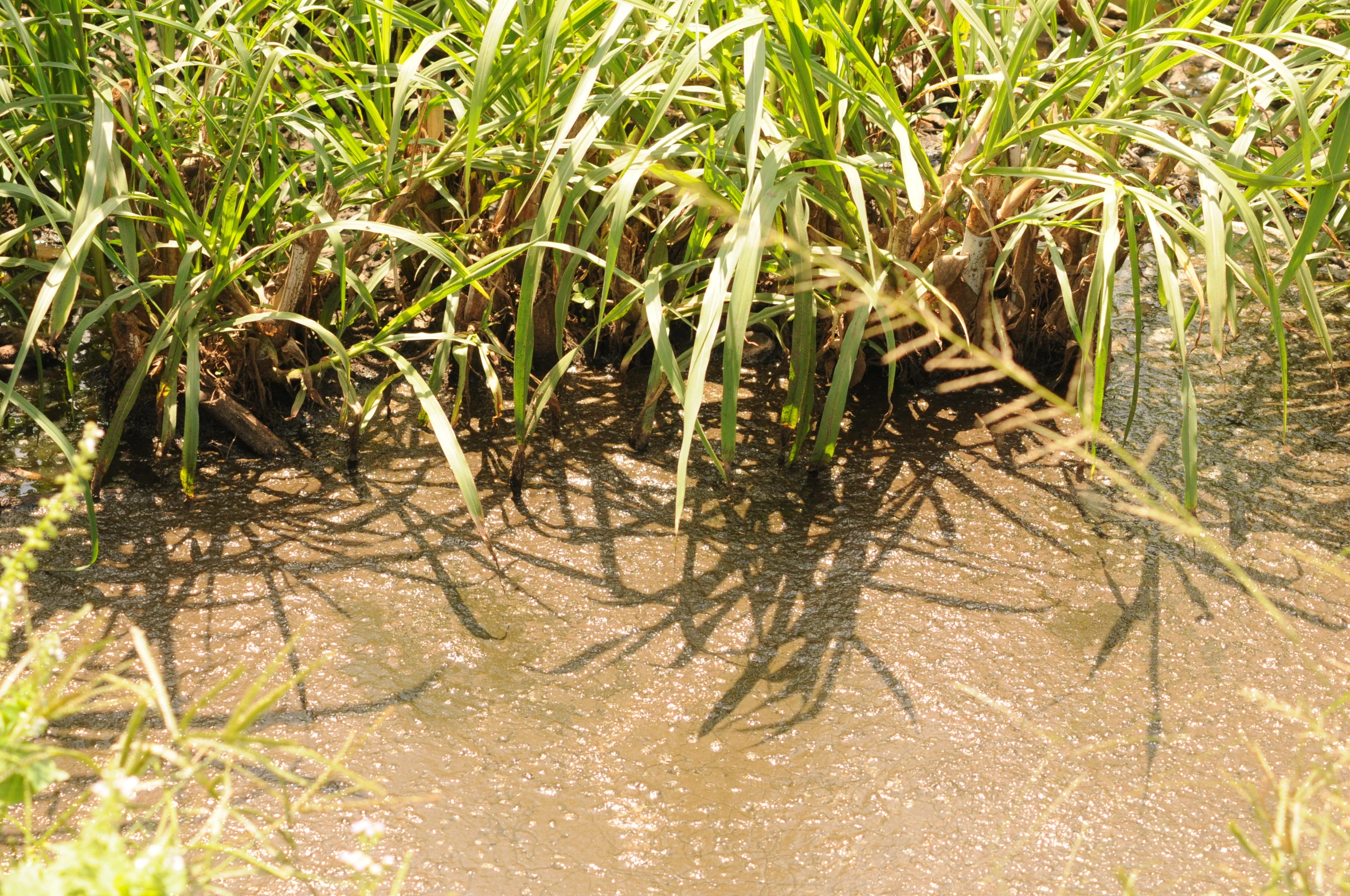 the grass is very thin and has water coming out of it