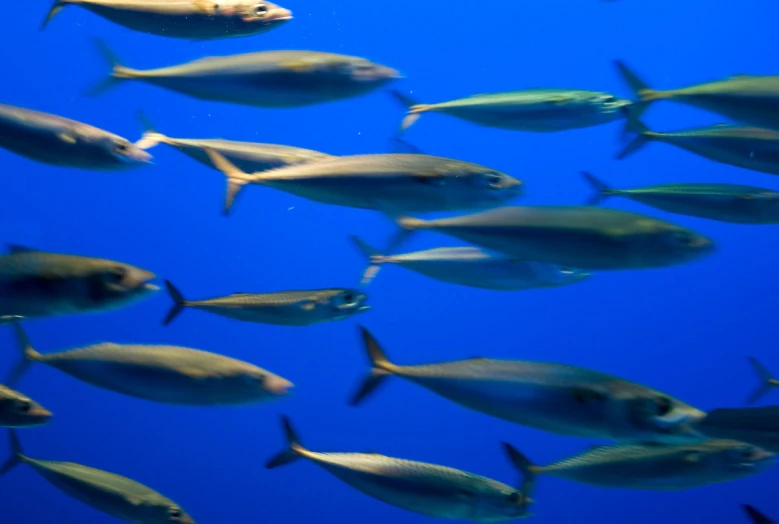 a large group of fish swimming close to each other