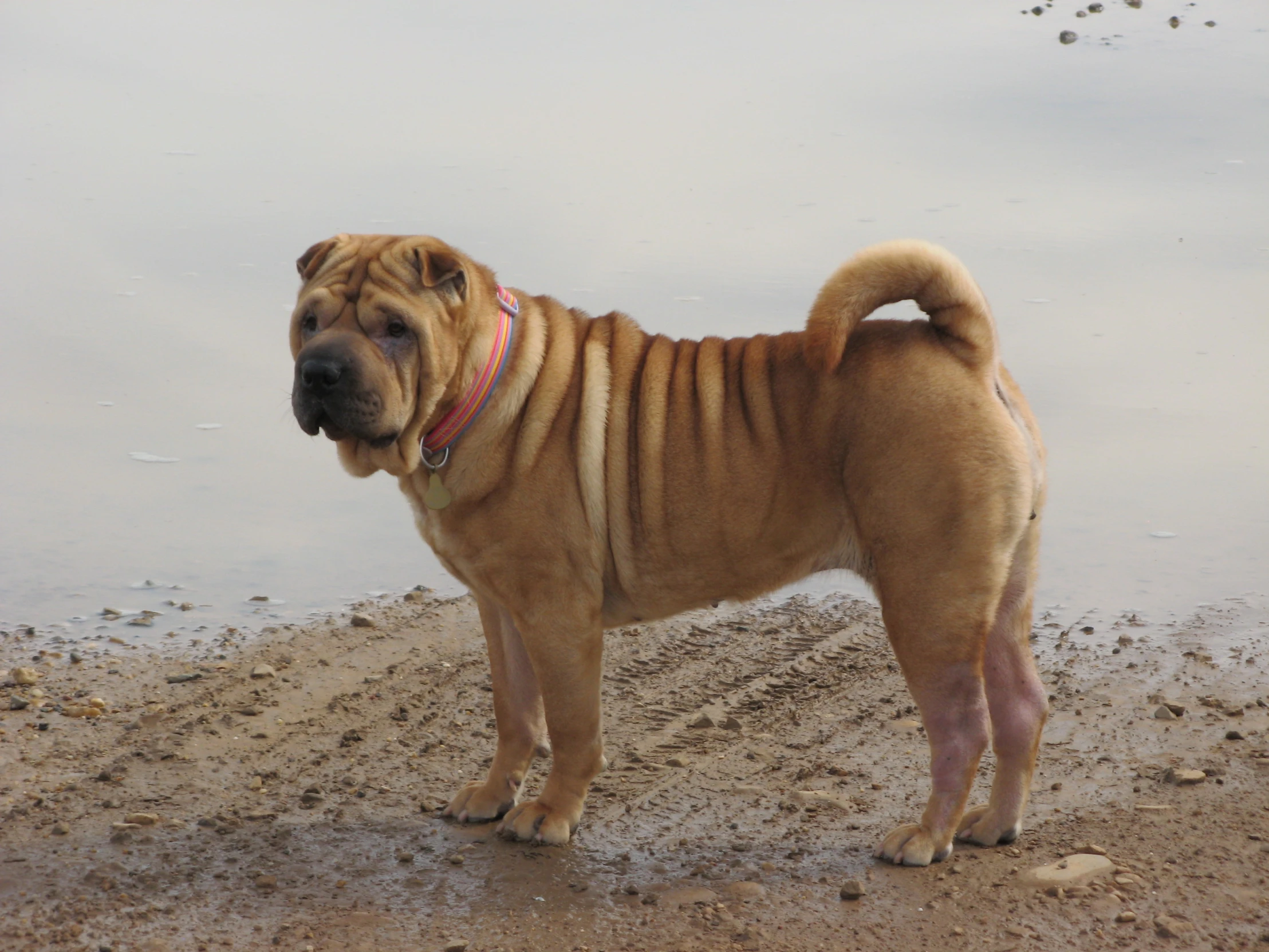 a brown dog standing on a beach next to water