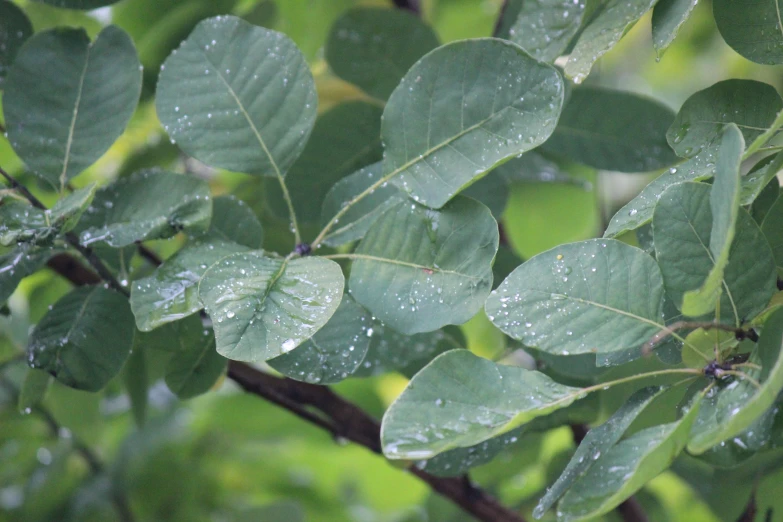 a bunch of green leaves with rain droplets