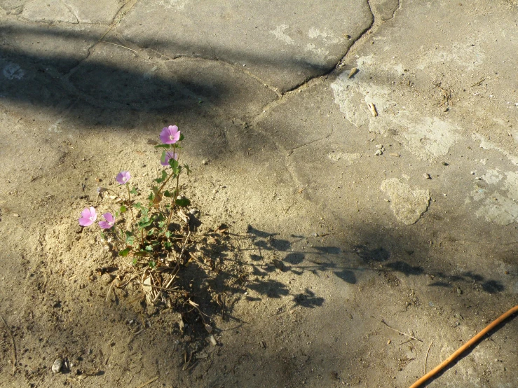 some very pretty purple flowers in the dirt