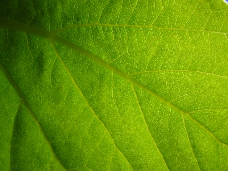 a green leaf has been defaced and the white light is visible