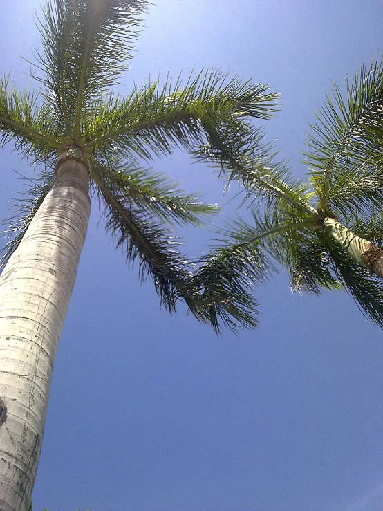 two palm trees that are against the blue sky