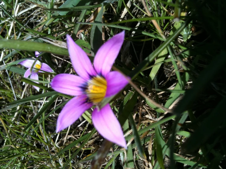 a flower growing on top of grass and weeds