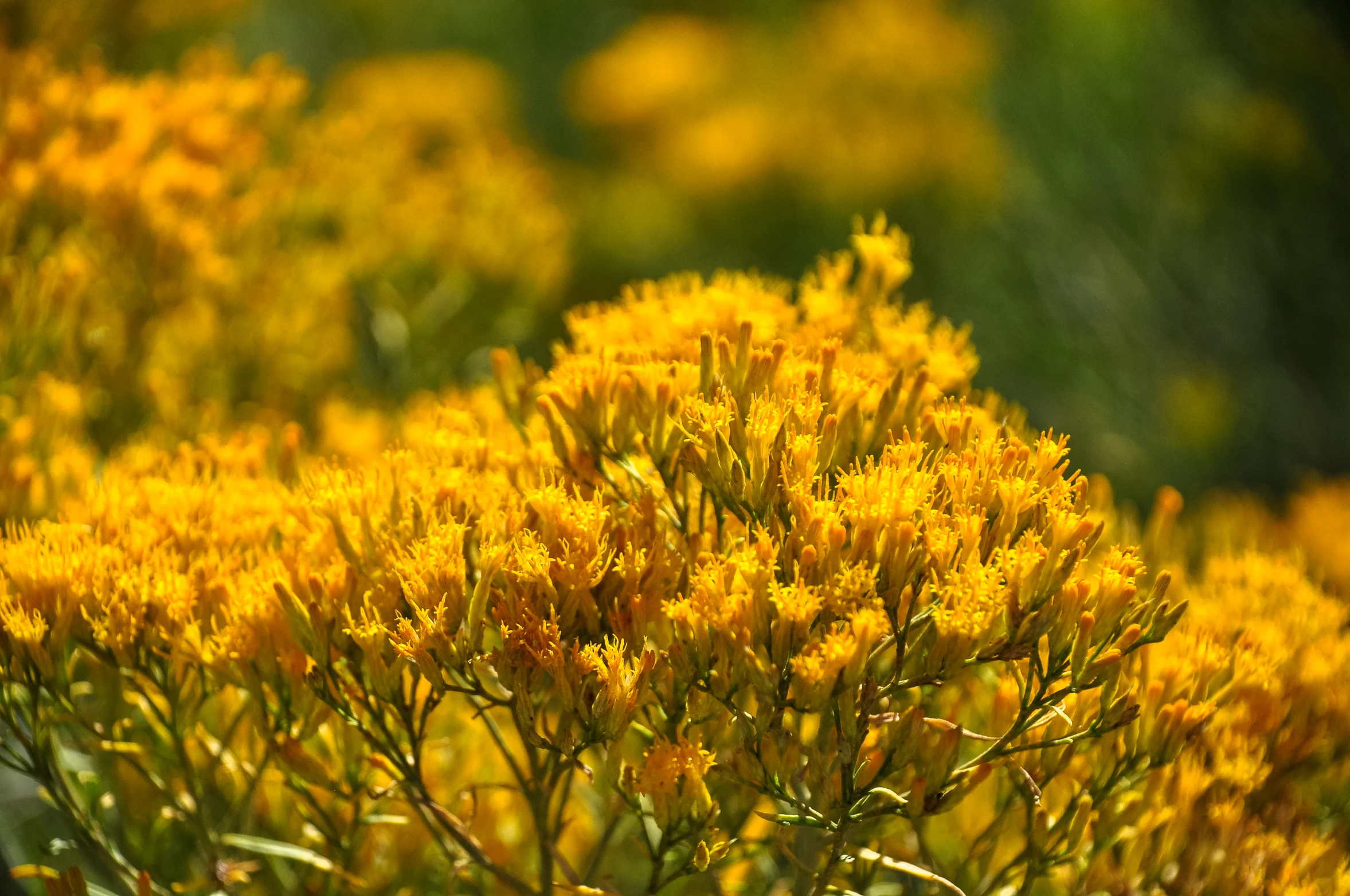 a close up picture of a bush full of yellow flowers