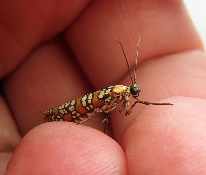 a small colorful insect is on top of someones hand