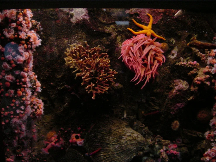 a coral is sitting next to an octo on the seabed