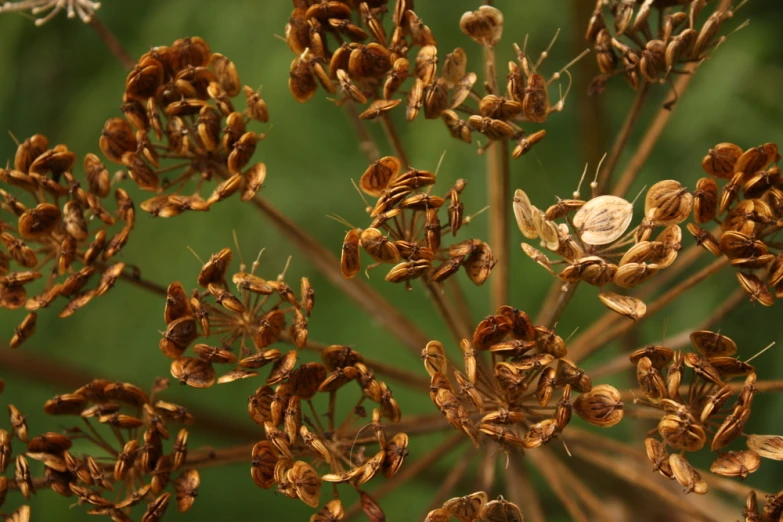 a closeup view of some very pretty plants