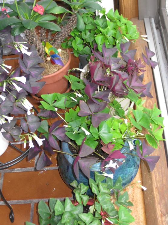 several potted plants and other things are sitting on the ledge