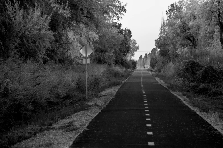 a dark colored road surrounded by trees and bushes