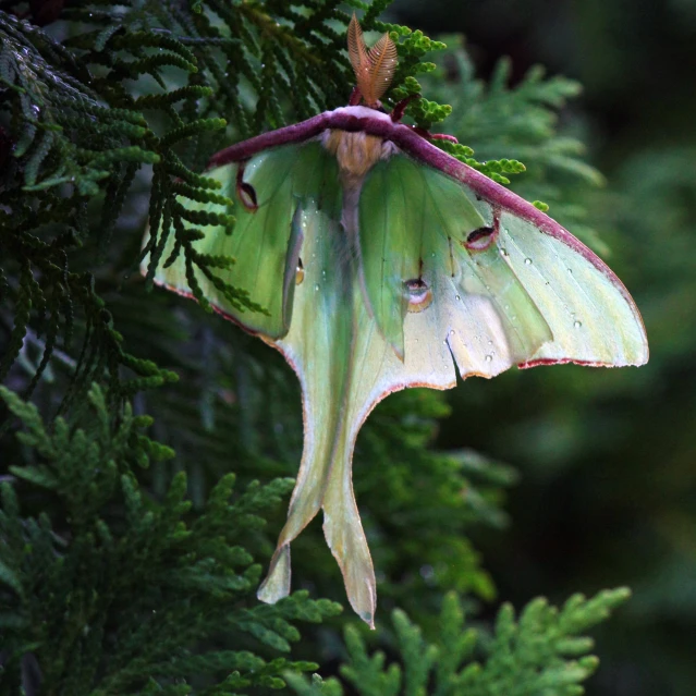 a large yellow erfly with wings folded hanging from a tree