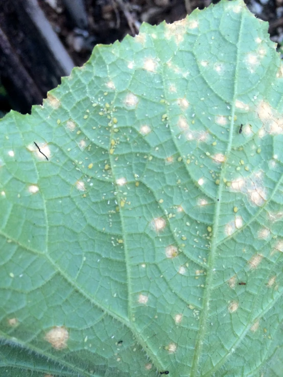 a large leaf with some yellow spots on it