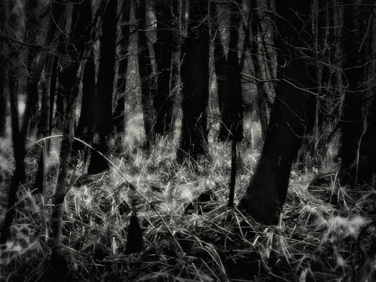 trees and grass in a wooded area in black and white