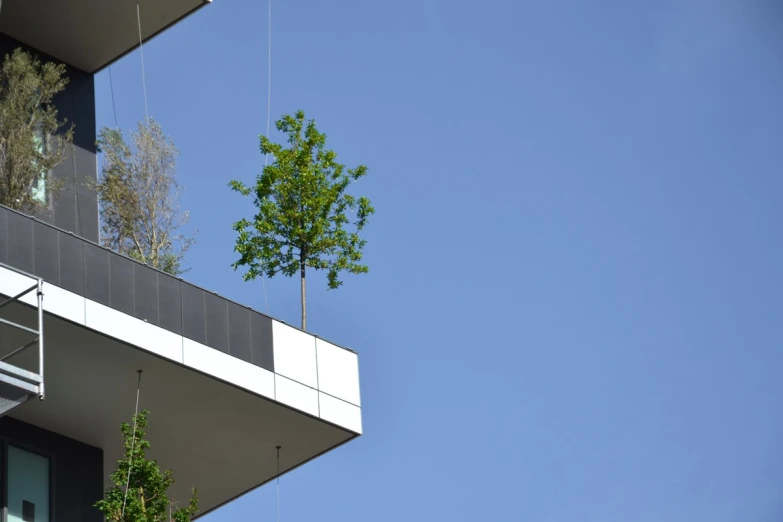 a green tree growing out of a window sill