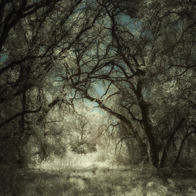 trees on the side of a dirt road