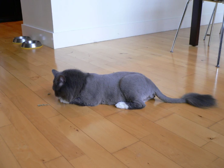 grey cat laying on the floor near a water dish