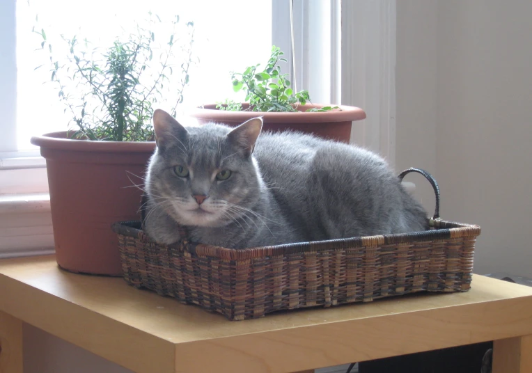 the gray cat is in the basket near the plant
