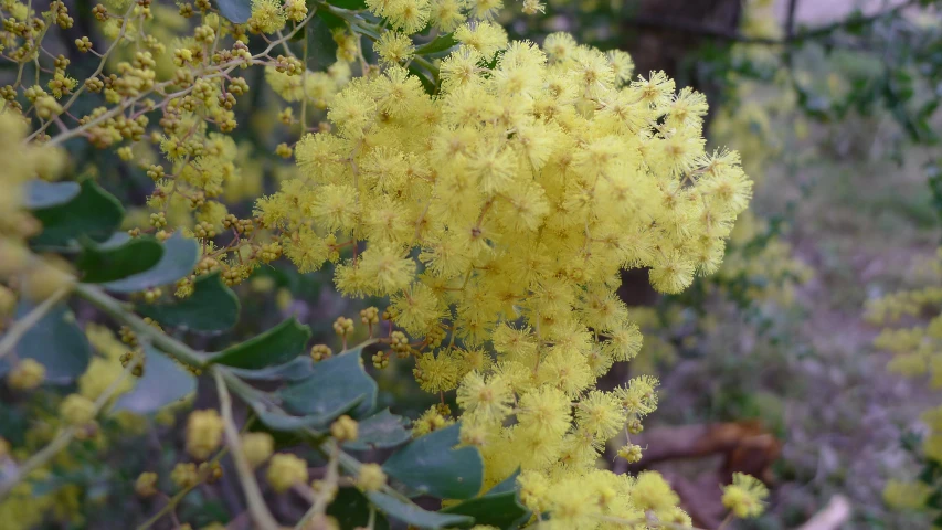 a close up of yellow flowers on some nches