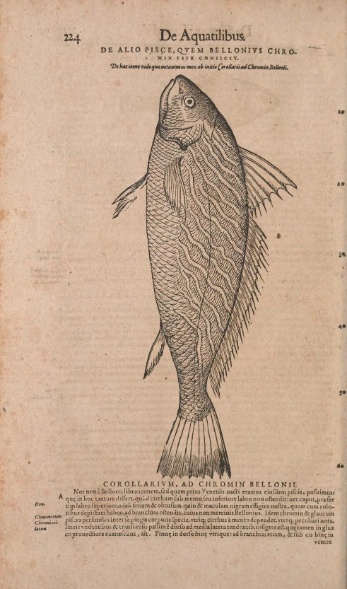 an antique book containing a fish's drawing
