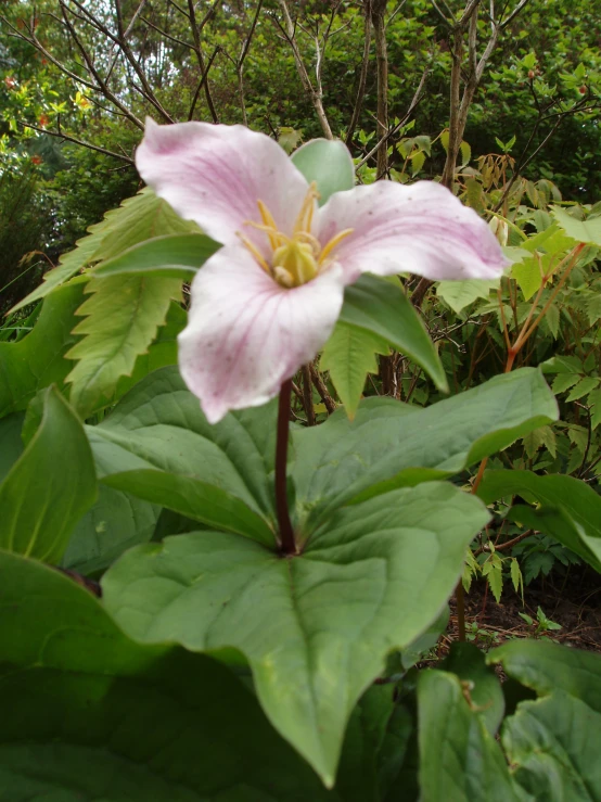 the big flower is in a dense green area