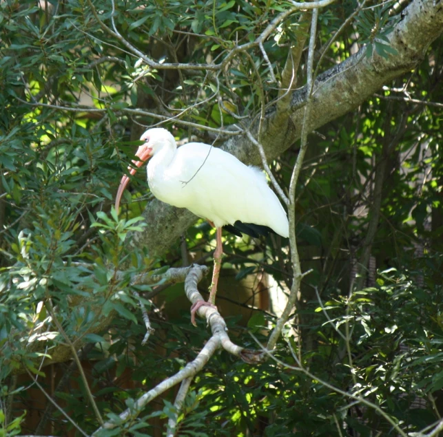 a very long legged white bird perched in a tree