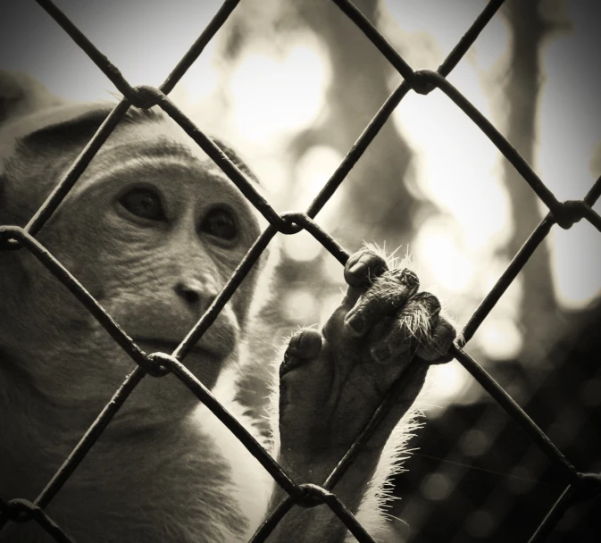 a monkey that is peeking through the bars