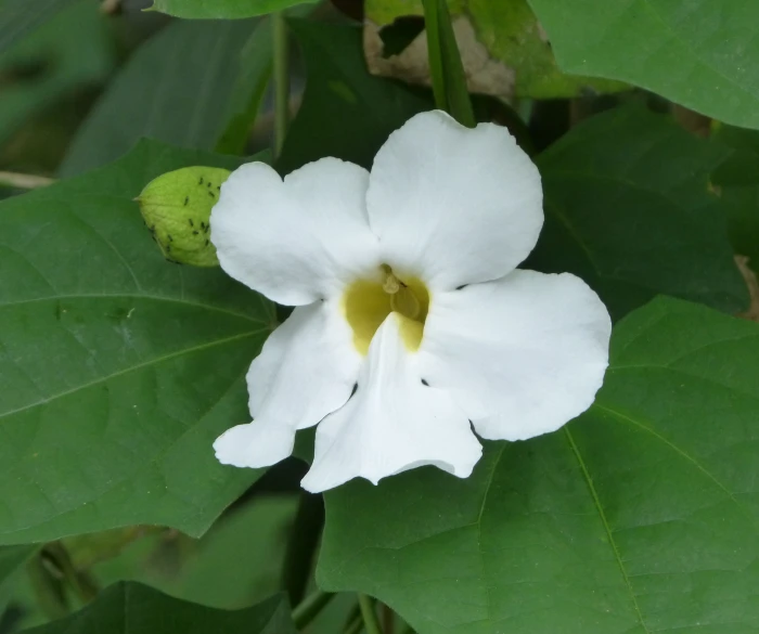 this flower is blossoming on a very green plant