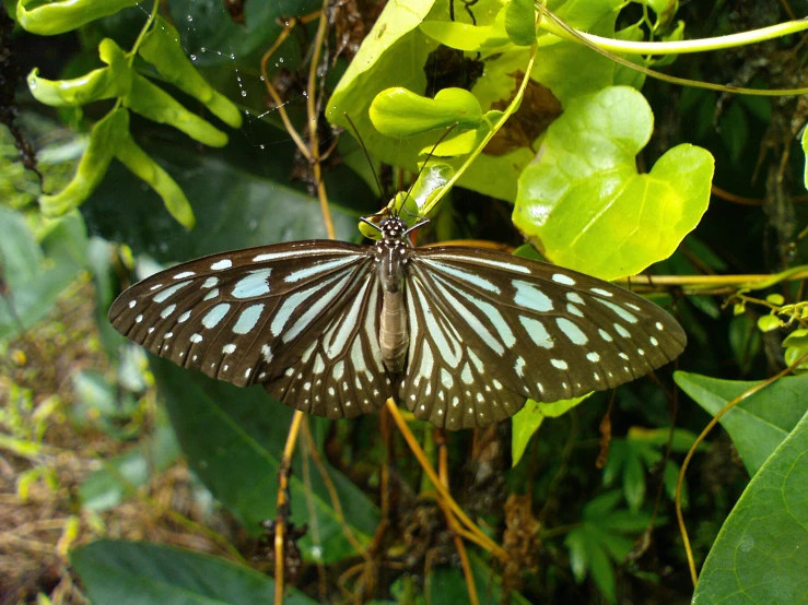 an erfly sitting on top of a green leaf