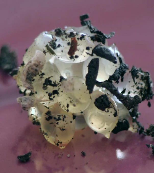 a white and black substance sitting on top of a purple table