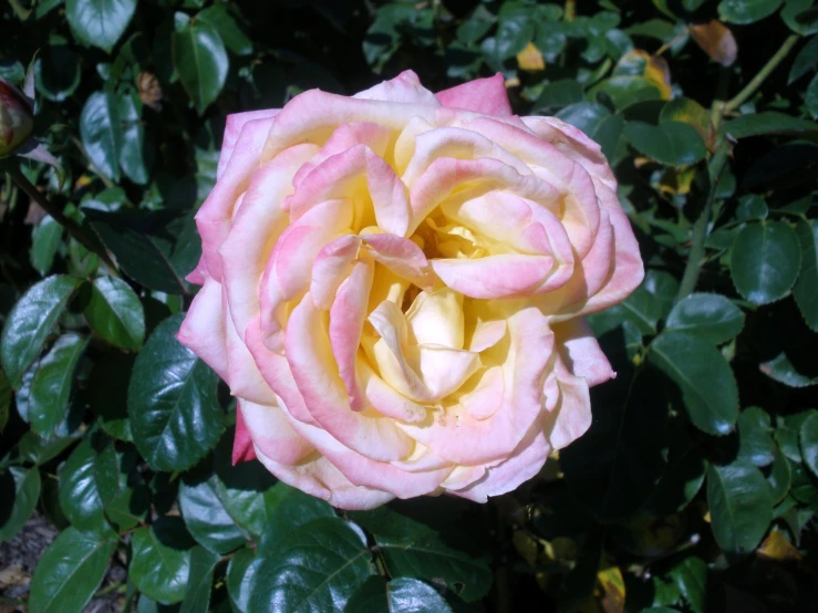 a pink rose with green leaves growing near it